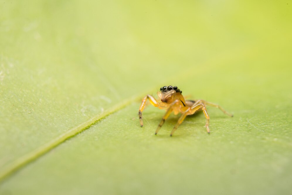 Yellow Sac Spider