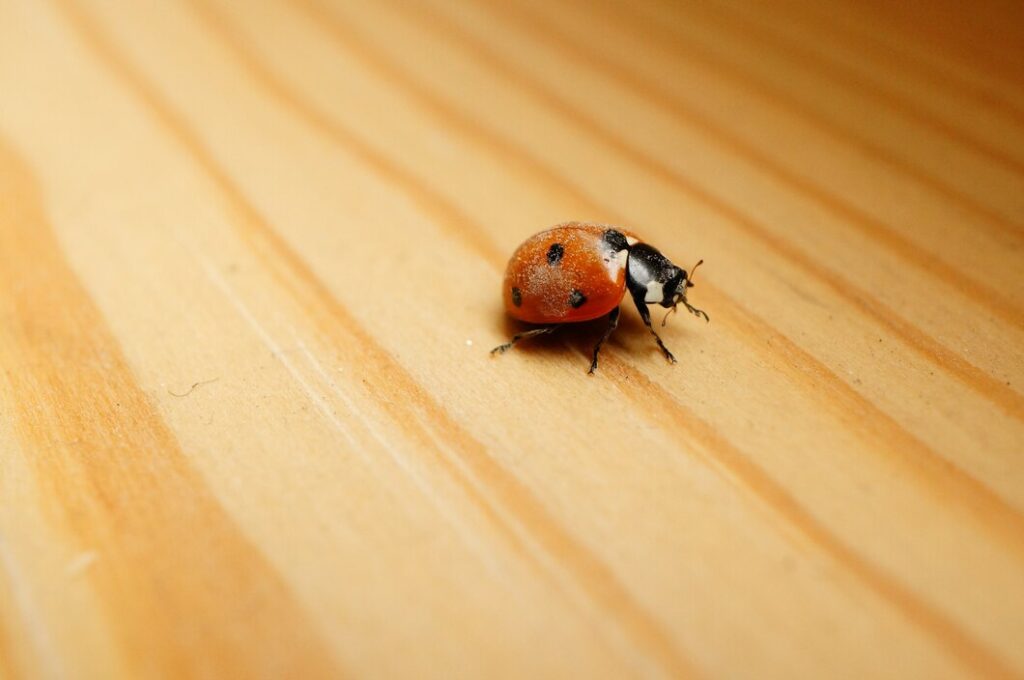 carpet beetle rash treatment