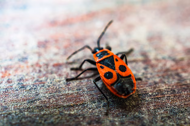 How to Get Rid of Boxelder Bugs