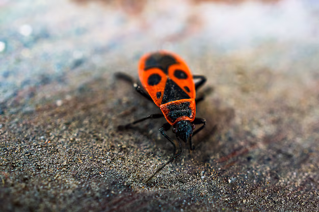 are boxelder bugs dangerous and harmful?