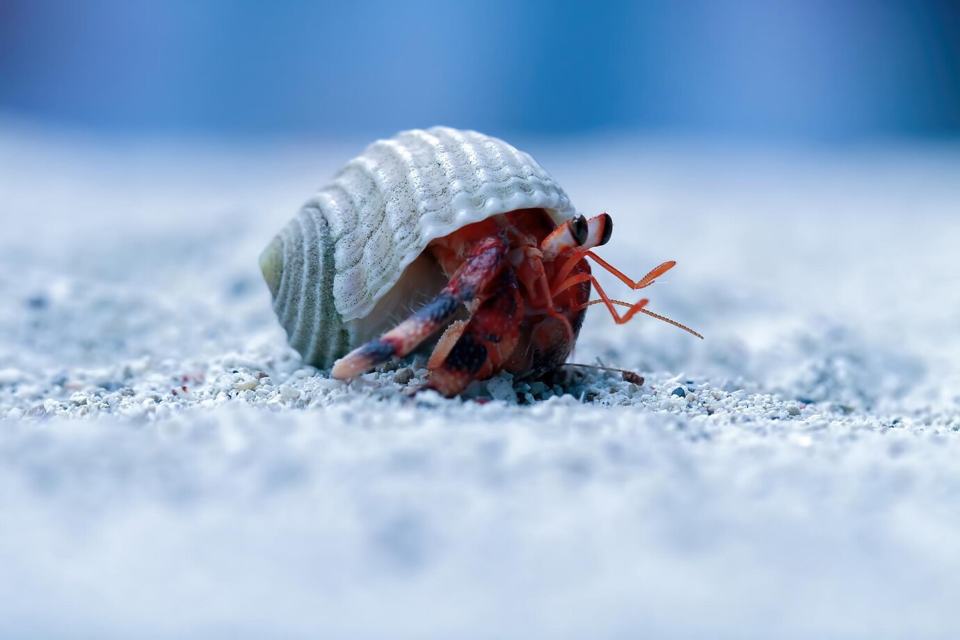 can bed bugs live in cold temperature